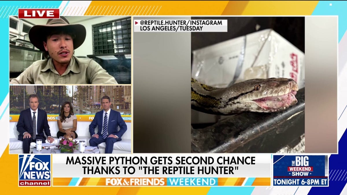 Dramatic video shows python removal from apartment complex
