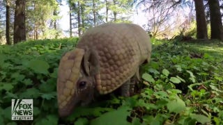  Armadillo's stroll in wooded area caught on camera - Fox News