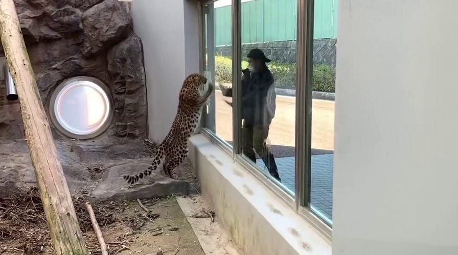Leopard won't change its spots! Watch this big cat play with zoo visitor