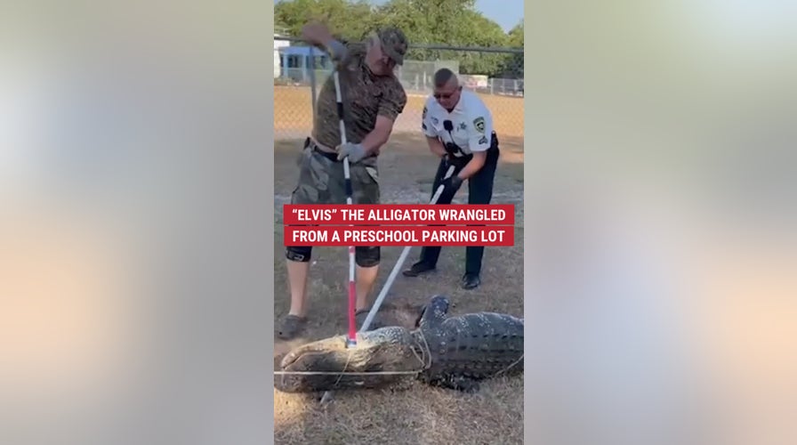 This 9-foot gator named Elvis was captured outside a preschool in Florida 🐊
