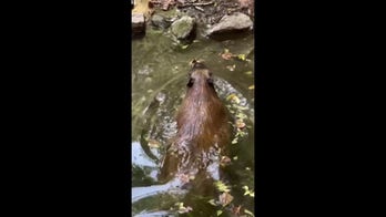 Animal goes for a refreshing swim at Tennessee zoo — then does this