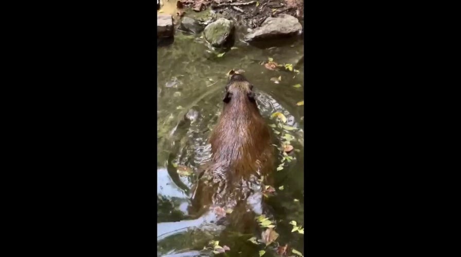 Animal goes for a refreshing swim at Tennessee zoo — then does this