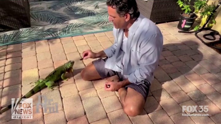 Neighbors feud on Dr. Phil over the feeding of iguanas in Florida neighborhood