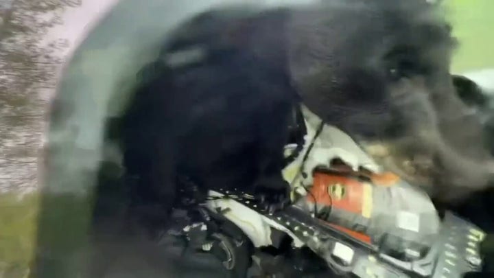 Colorado wildlife officer frees bear that became trapped inside truck