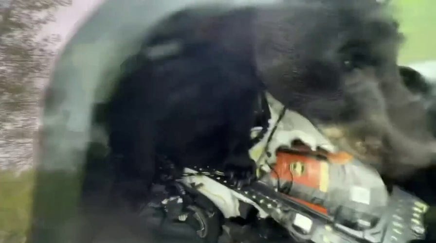Colorado wildlife officer frees bear that became trapped inside truck