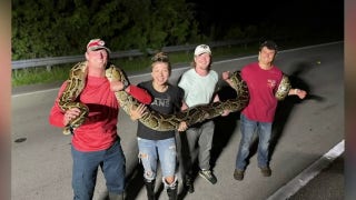 Florida python hunter wrangles longest-ever caught in the state - Fox News