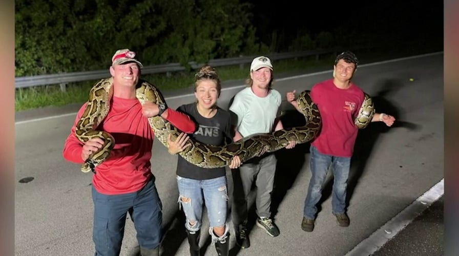 Florida python hunter wrangles longest-ever caught in the state