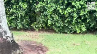 View of the area where Ryan Routh is reported to have lay in wait for former President Trump - Fox News