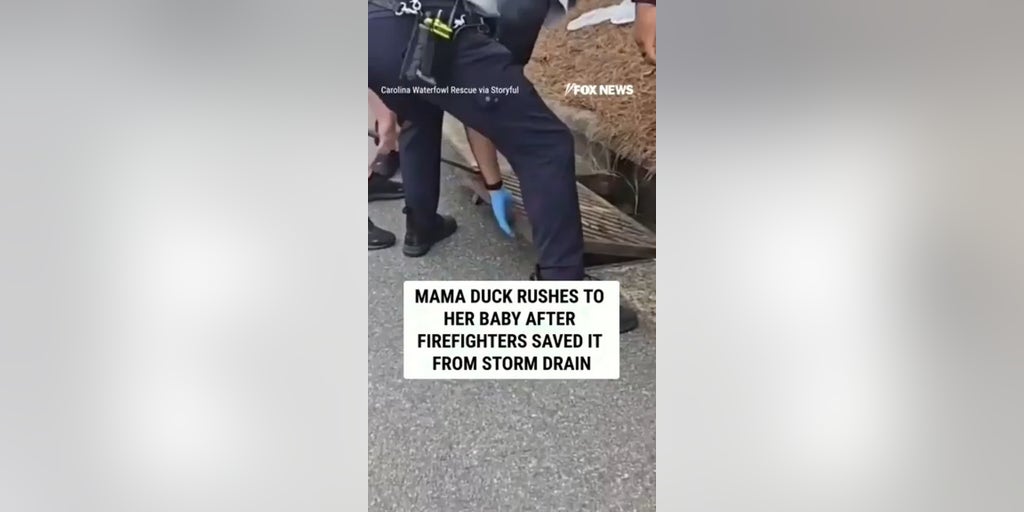Mama duck RUSHES to her baby after firefighters saved it from storm drain