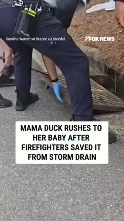 Mama duck RUSHES to her baby after firefighters saved it from storm drain