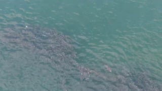 Shark chases school of fish near Jones Beach - Fox News