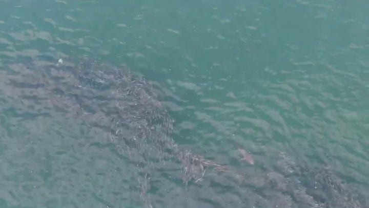 Shark chases school of fish near Jones Beach