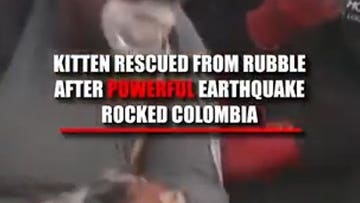 Kitten saved from rubble of Colombia earthquake
