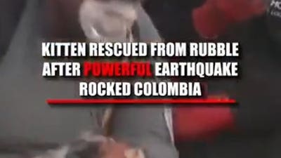 Kitten saved from rubble of Colombia earthquake