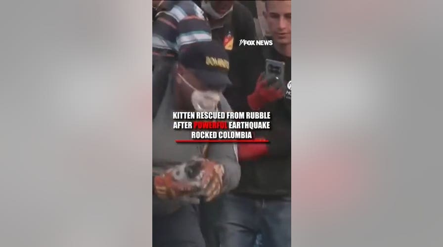 Kitten saved from rubble of Colombia earthquake