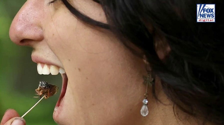 Study finds bug-based bars spark curiosity and outperform cereal snacks