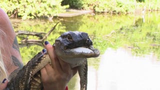 Florida alligator missing half its jaw has new home - Fox News