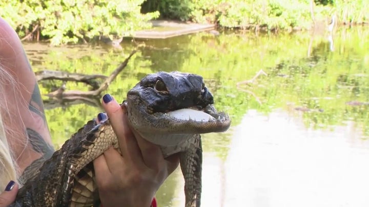 Florida alligator missing half its jaw has new home