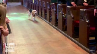 Golden retriever serves as enthusiastic ring bearer at owners' wedding - Fox News