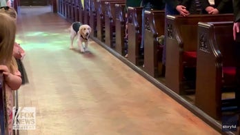 Golden retriever serves as enthusiastic ring bearer at owners' wedding