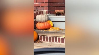 Supersized squirrel caught feasting on pumpkins in Halloween decoration raid