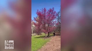 Central Park cherry blossoms emerge in New York City - Fox News