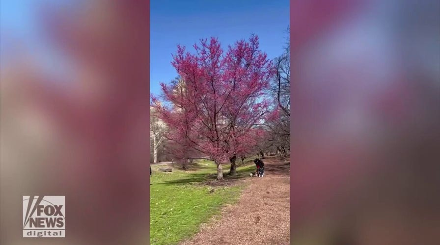 Central Park cherry blossoms emerge in New York City