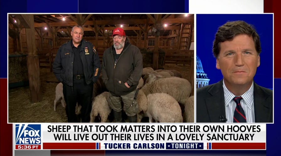 Sheep that escaped slaughterhouse know they are safe now: Mike Stura