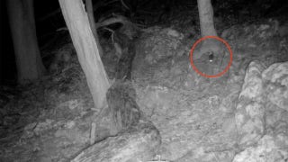 Trail camera in West Virginia captures footage of elusive Allegheny woodrat - Fox News