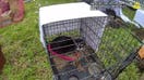 Florida pets rescued from hoarding house