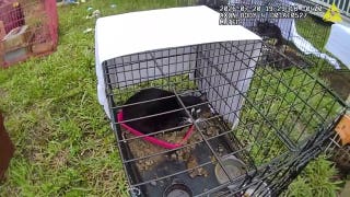Florida pets rescued from hoarding house