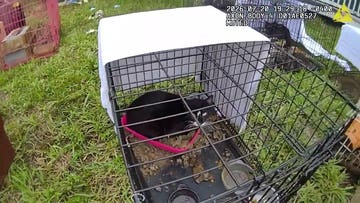 Florida pets rescued from hoarding house