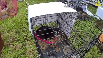 Florida pets rescued from hoarding house
