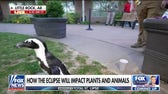How the solar eclipse will impact plants and animals