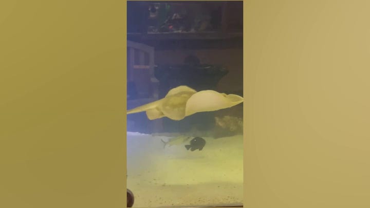 North Carolina aquarium astonished after female stingray becomes pregnant, with no male stingrays nearby