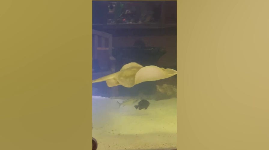 North Carolina aquarium astonished after female stingray becomes pregnant, with no male stingrays nearby