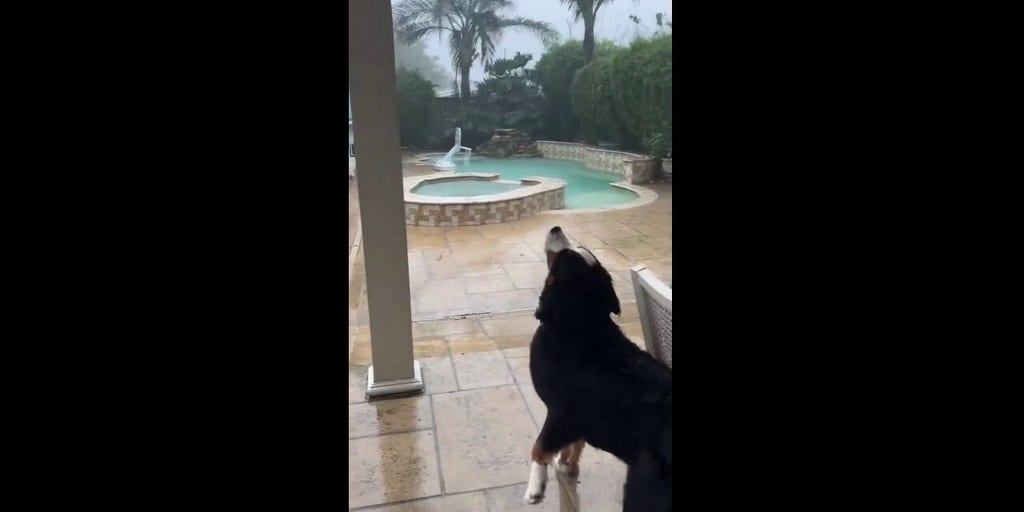 Family dog tries to catch raindrops during hurricane