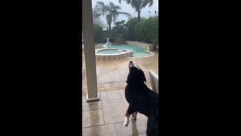 Family dog tries to catch raindrops during hurricane