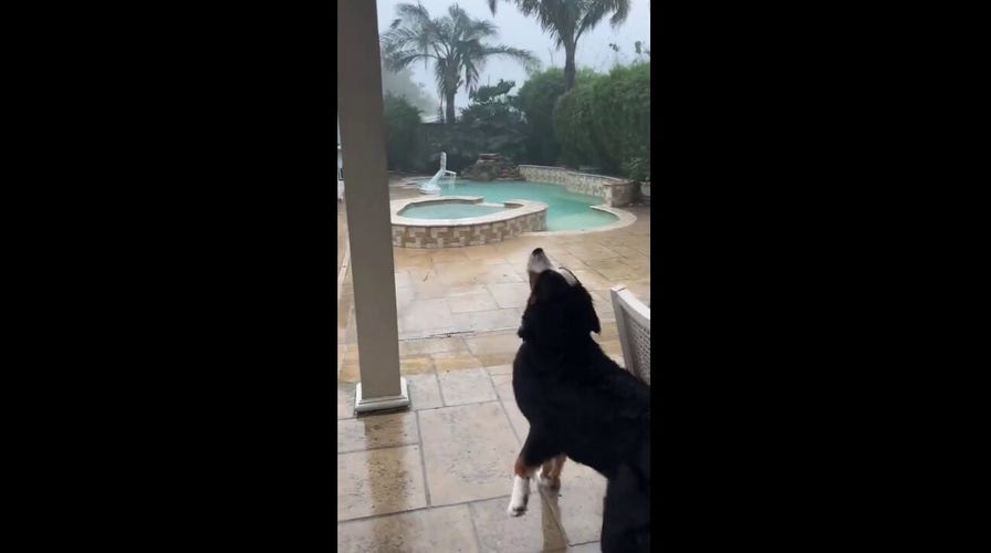 Family dog tries to catch raindrops during hurricane