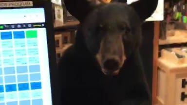 Bear wanders into Gatlinburg store, helps itself to sweet tea