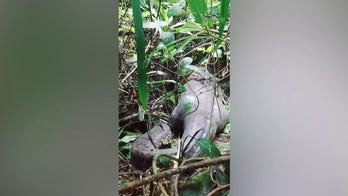 Reticulated python swallows woman whole in Indonesia