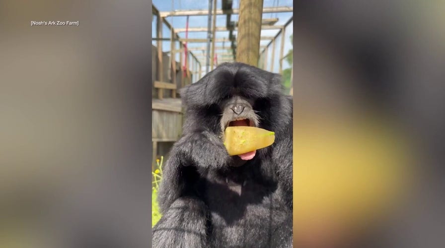 Gibbon slurps frozen treat as zoo animals beat the scorching heatwave