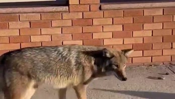 Coyote strolls into Queens neighborhood
