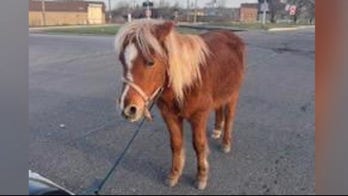 Michigan police capture pony on the loose who was caught galloping through Detroit neighborhoods