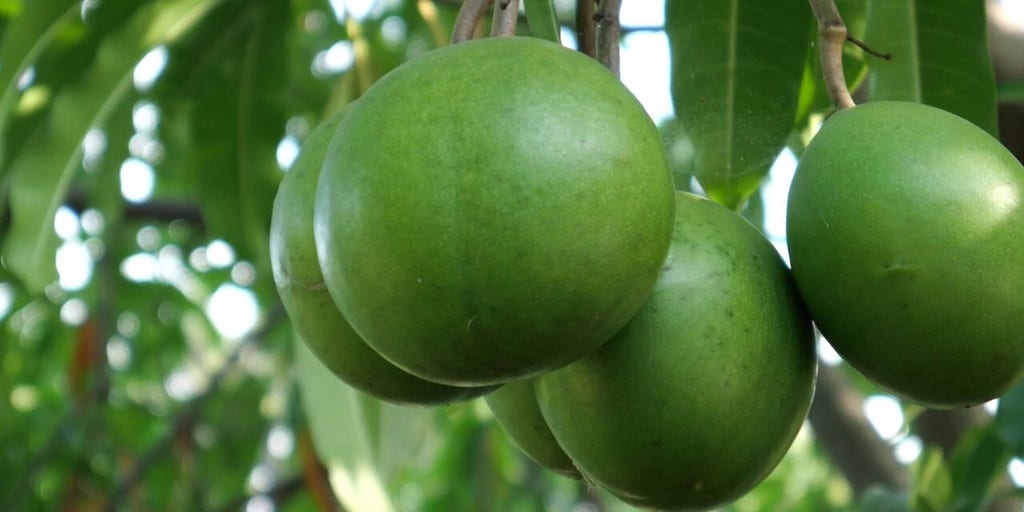 Eating this plant's poison fruit affects the heart, can have deadly consequences