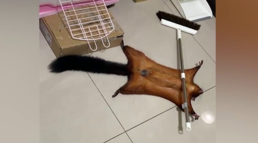 Needy pet squirrel plays dead to get owner’s attention