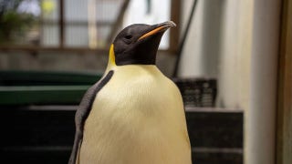 Penguin makes return trip home after family spots him wandering on beach - Fox News