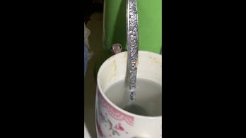 Gecko caught enjoying sugary leftovers from mug in kitchen sink