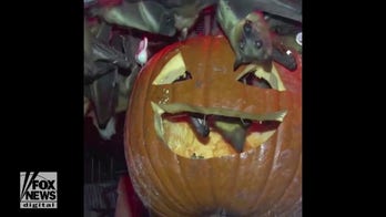 Bats at Milwaukee County Zoo snack on festive Jack-o-Lantern