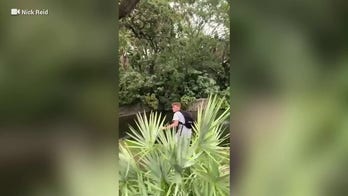 Man jumps into alligator enclosure at Busch Gardens Tampa Bay while mocking concerned bystanders